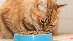 Из-за санкций могут нарушиться поставки кормов для домашних питомцев в Казахстан