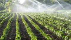 Тарифы на поливную воду временно снизят в Казахстане