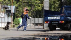 В Акмолинской области из-за проволочек с тендером выловленных собак могут только умертвить