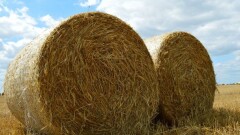 Мамин поручил Минэкологии разрешить косить сено на особо охраняемых природных территориях