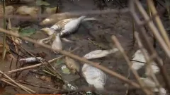 Вода уходит, рыба гибнет: общественники обеспокоены обмелением Актюбинского водохранилища