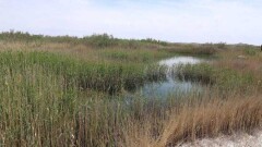В Мангистауской области разрешили пасти скот и косить траву на сено в природных резерватах