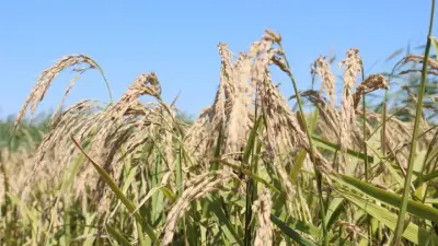В Казахстане вывели сорт риса, позволяющий экономить воду