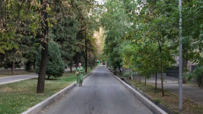 Около 85 тысяч аварийных деревьев вырубят в Алматы за пять лет