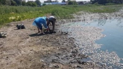 В СКО устанавливают причину массовой гибели рыбы на озере Карабек