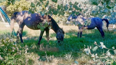 Полиция выгнала лошадей из парка в Кызылорде