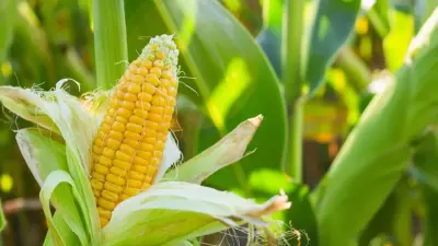 Больше кукурузы будут выращивать на севере Казахстана, чтобы загрузить заводы сырьём: Китай готов помочь