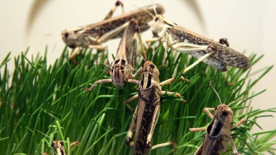 Распространение саранчи: Жумангарин и руководство Минсельхоза выехали в регионы