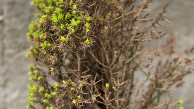 Глава управления зелёной экономики: Большая часть хвойных деревьев в Алматы умирает
