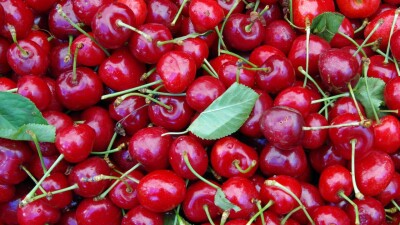 Из Кыргызстана в Казахстан пытались ввезти черешню, заражённую азиатской ягодной дрозофилой