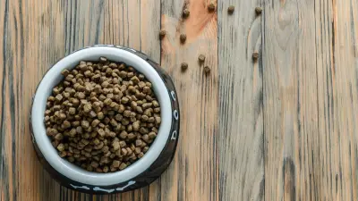 Корм для домашних животных будут производить в Конаеве: в завод вложат 88,8 млрд тенге 