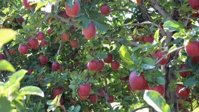В Жамбылской области богатый урожай яблок некому собирать и негде хранить