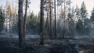 Вырученные от продажи деревьев деньги направят в фонд по восстановлению леса в Абайской области