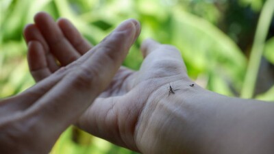 Неизвестная болезнь, поразившая сотни жителей Египта, оказалась лихорадкой Денге