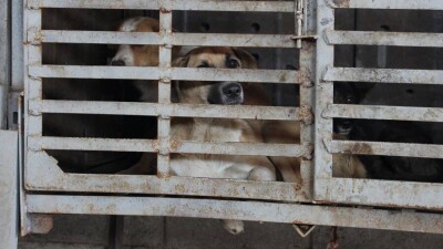 Каким будет наказание за жестокое обращение с животными? Разбор законопроекта