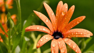 Дожди и спад жары: какая погода ожидается в Казахстане в праздничные выходные