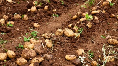 Картофель на десятки миллионов тенге пропадает в Костанайской области из-за земельного конфликта