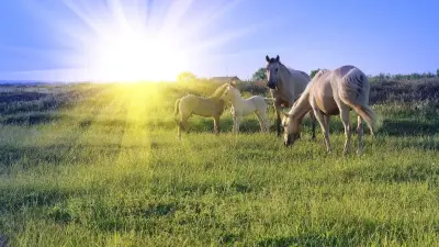 Расстрел лошадей в Карагандинской области: почему аграрии поддерживают подозреваемого 