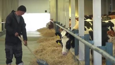 "Вынуждены пускать под нож". Фермеры заявили о кризисе в животноводстве из-за запрета на экспорт скота