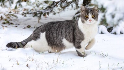 Бесплатный учёт домашних животных введут, но не для всех. Дельфинарии закроют, но не скоро
