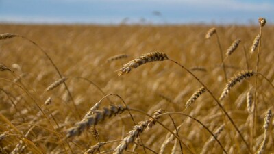 Сенатор: Ни в одной аграрной стране из-за природных катаклизмов урожайность не снижается так, как в Казахстане