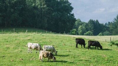 174 сельских акима в Туркестанской области завышали статистику по скоту, что вызвало искусственный дефицит пастбищ