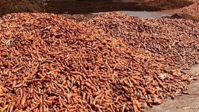 "Неликвид". В акимате Павлодарской области прокомментировали видео с горами выброшенных овощей