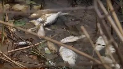 Вода уходит, рыба гибнет: общественники обеспокоены обмелением Актюбинского водохранилища
