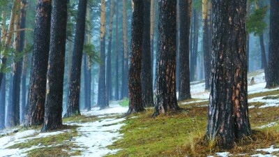 Декабрь 2021 года стал самым тёплым в Казахстане за 30 лет