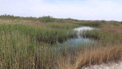 В Мангистауской области разрешили пасти скот и косить траву на сено в природных резерватах