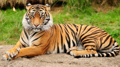 "Тигр есть тигр". Токаев ответил Путину