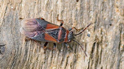 В квартирах алматинцев снова появились древесные клопы