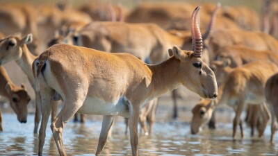 В какой период в Казахстане разрешат охотиться на сайгаков