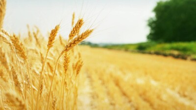 Продление сроков договоров и отмена штрафов: какие меры по поддержке фермеров приняли в правительстве