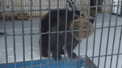 В биологическом центре Семея медведи раньше времени вышли из зимней спячки