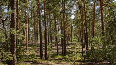 Руководство резервата "Семей орманы" подозревается в получении взяток за разрешения на вырубку соснового бора