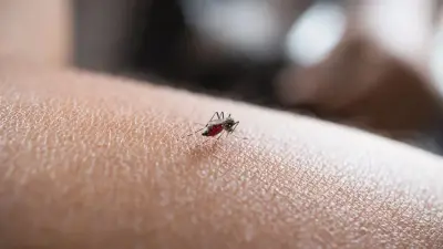 Число новых случаев заражения лихорадкой чикунгунья в Китае сократилось в несколько раз