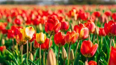 Суд назначил экспертизу тюльпанов по резонансному делу акима в Актюбинской области