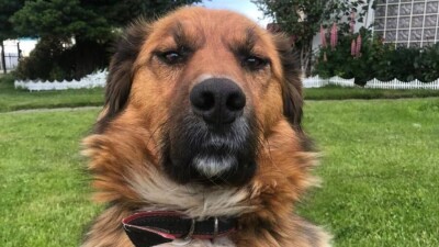 288 тысяч человек подписались на аккаунт собаки нового президента Чили в Instagram за два дня