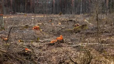 Ущерб в 228 млн тенге: плодородный слой почвы и деревья уничтожили в лесу на востоке Казахстана