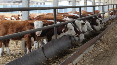 На животноводческом предприятии в Алматинской области зафиксировали падёж скота