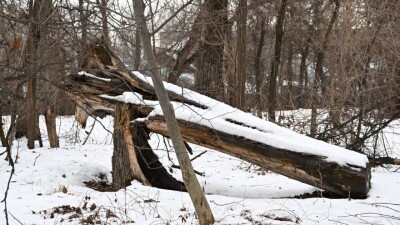 В Алматы вырубили 1663 из 6560 погибших деревьев в роще Баума
