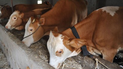 Сибирскую язву обнаружили в Акмолинской области: 12 человек госпитализировали