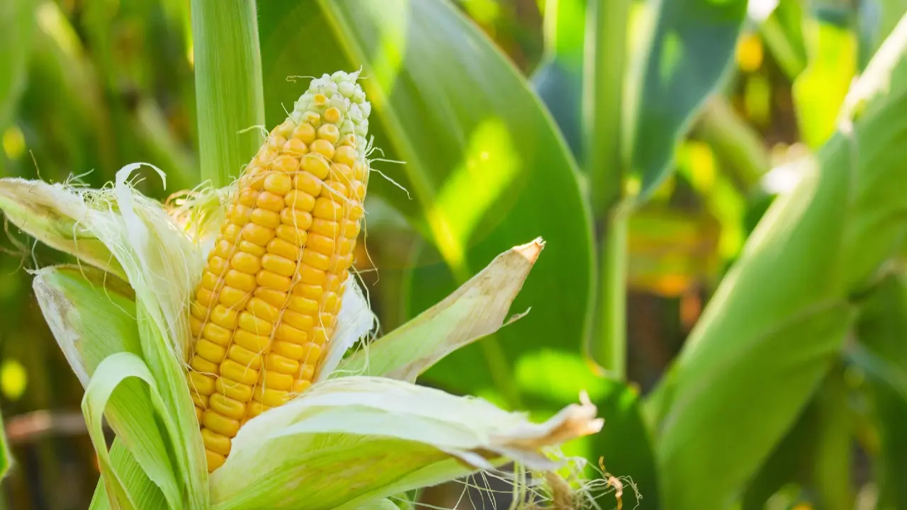 Фото Depositphotos