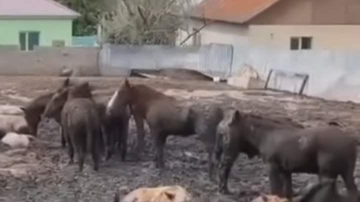 Живой скот держали рядом с тушами: причина зловония в селе близ Алматы ужаснула местных жителей