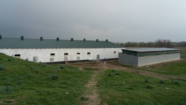 Прокуратура занялась шымкентским отловом, где убили десятки тысяч животных