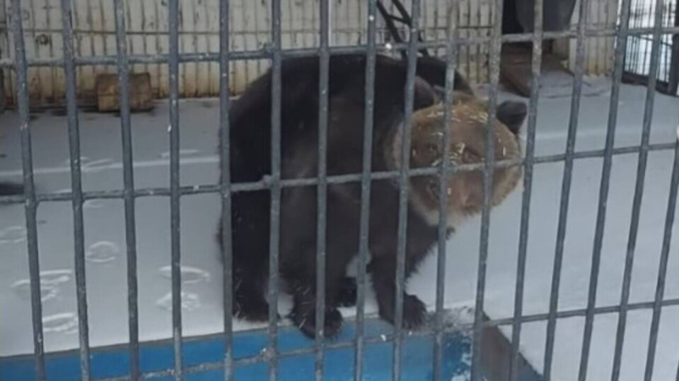 В биологическом центре Семея медведи раньше времени вышли из зимней спячки