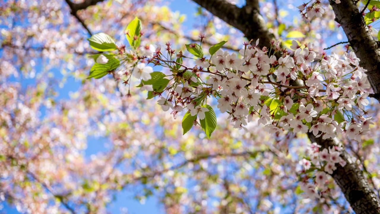 Потепление до +32 градусов придёт на выходных в Казахстан