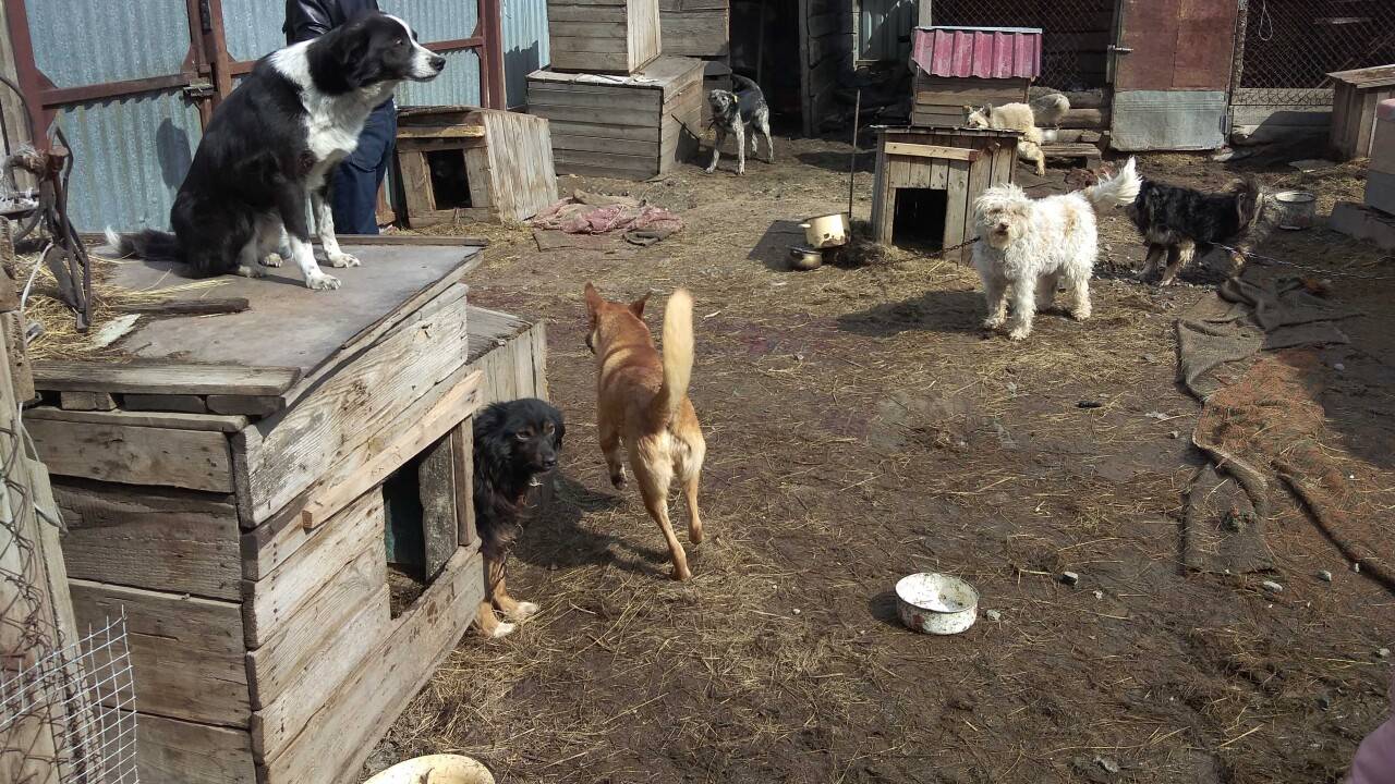 Люди воспринимают собак как волков