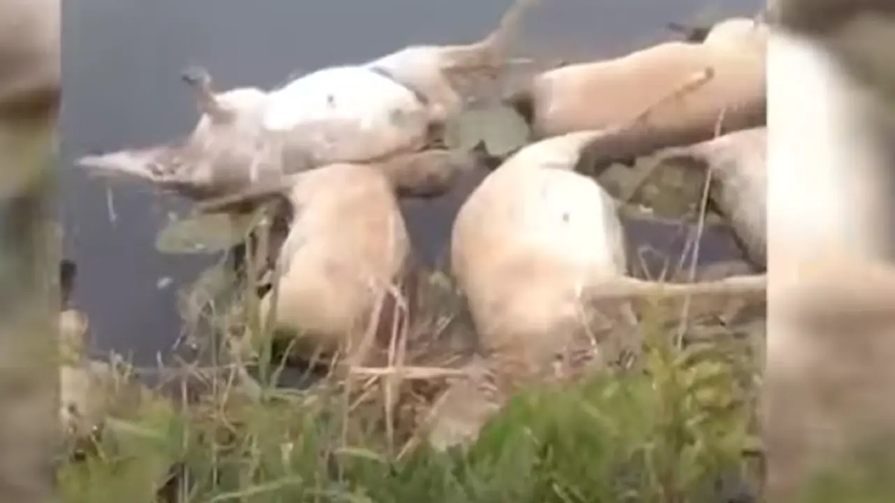 Утонувшие сайгаки / Кадр из видео